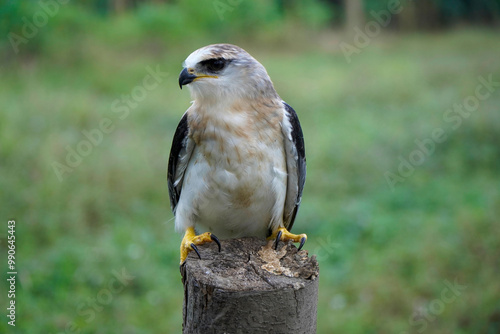 Black-winged kite (Elanus caeruleus) in the afternoon flapping its wings while perching on a wooden pole photo