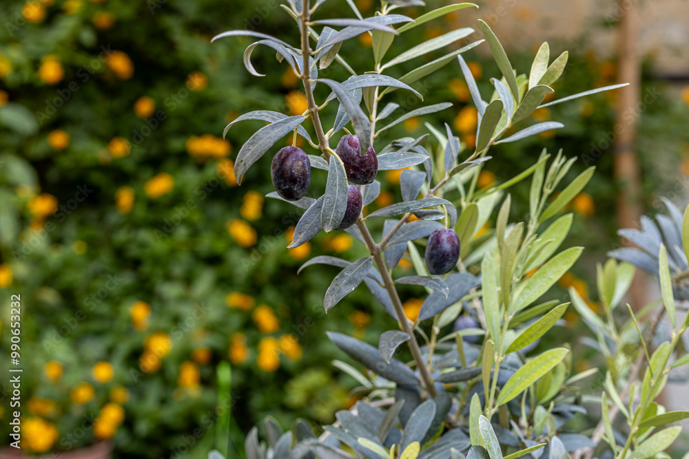 Olive tree and ripening black olives.