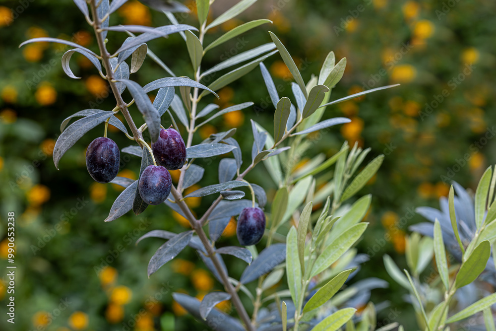 Olive tree and ripening black olives.