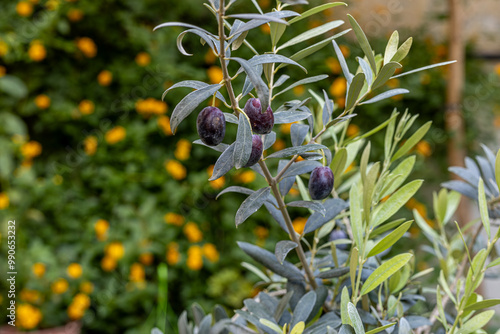 Obraz na płótnie Olive tree and ripening black olives. w salonie