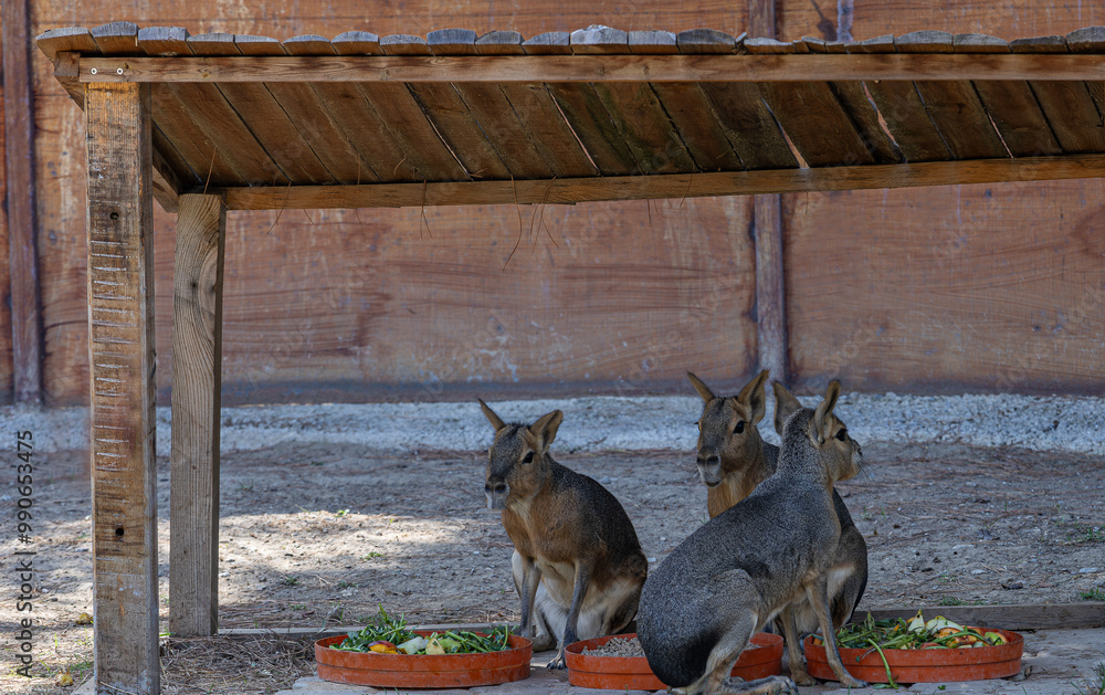 Patagonian mara (Dolichotis patagonum) is a large sort of rabbit-like rodent found in open and semi-open habitats in Argentina, including large parts of Patagonia.İzmir wildlife park, İzmir.