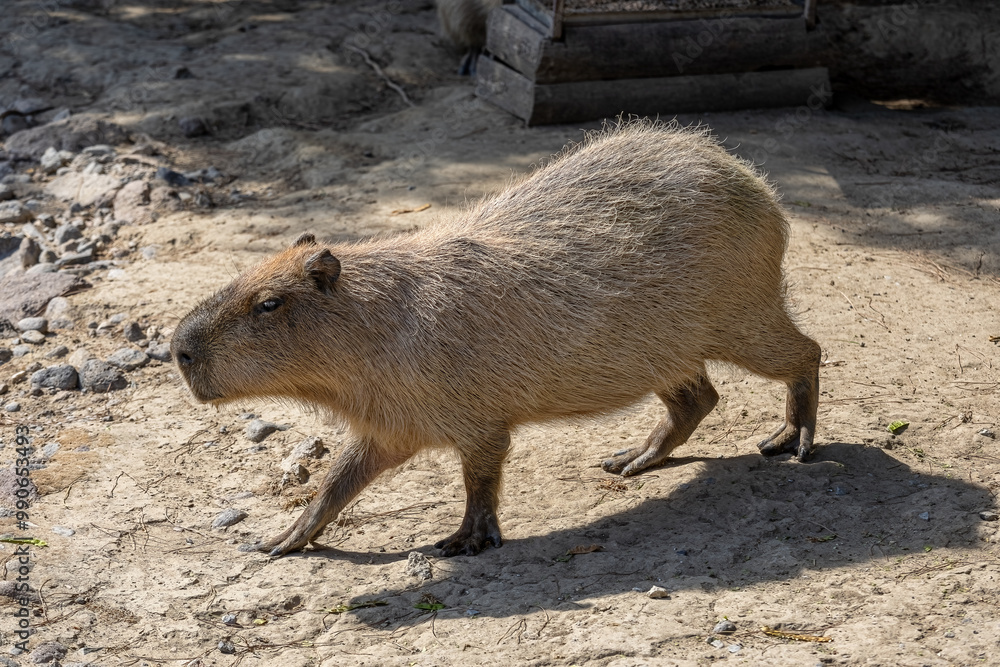Capybara (Hydrochoerus hydrochaeris) is the largest rodent in the world.