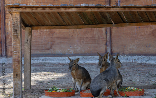 Obraz na płótnie Patagonian mara (Dolichotis patagonum) is a large sort of rabbit-like rodent found in open and semi-open habitats in Argentina, including large parts of Patagonia.İzmir wildlife park, İzmir. w salonie