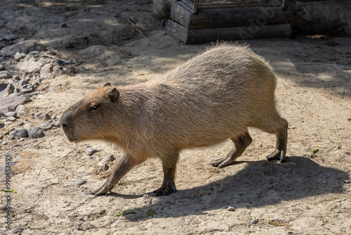 Obraz na płótnie Capybara (Hydrochoerus hydrochaeris) is the largest rodent in the world. w salonie