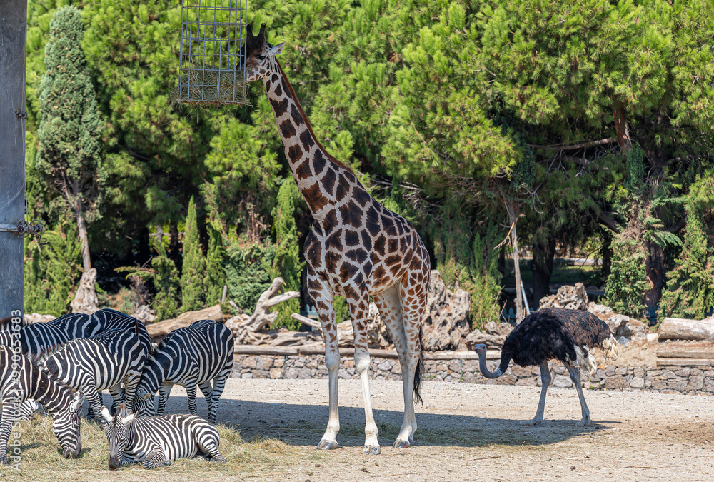 Giraffes, ostriches and zebras during feeding time in the African savanna section of Izmir Natural Life Park.
