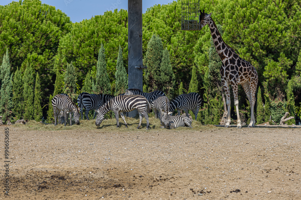 Giraffes, ostriches and zebras during feeding time in the African savanna section of Izmir Natural Life Park.