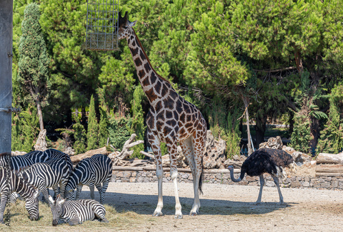 Obraz na płótnie Giraffes, ostriches and zebras during feeding time in the African savanna section of Izmir Natural Life Park. w salonie