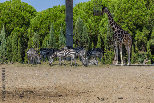 Obraz na płótnie Giraffes, ostriches and zebras during feeding time in the African savanna section of Izmir Natural Life Park. w salonie