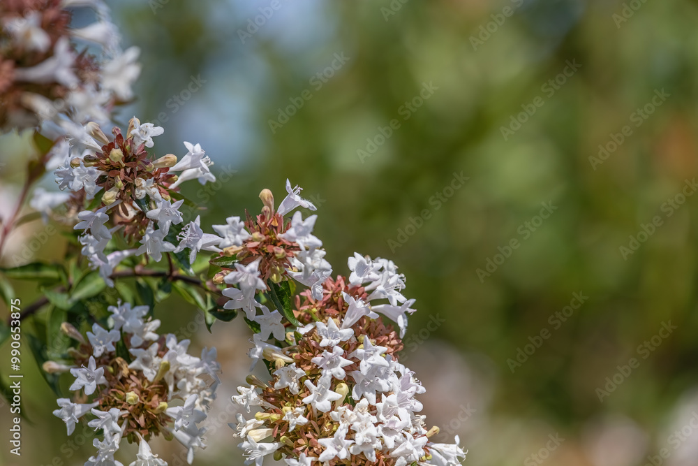 Abelia (AbeliaGrandiflora) blooms throughout the autumn and summer months and can grow up to 1 meter.