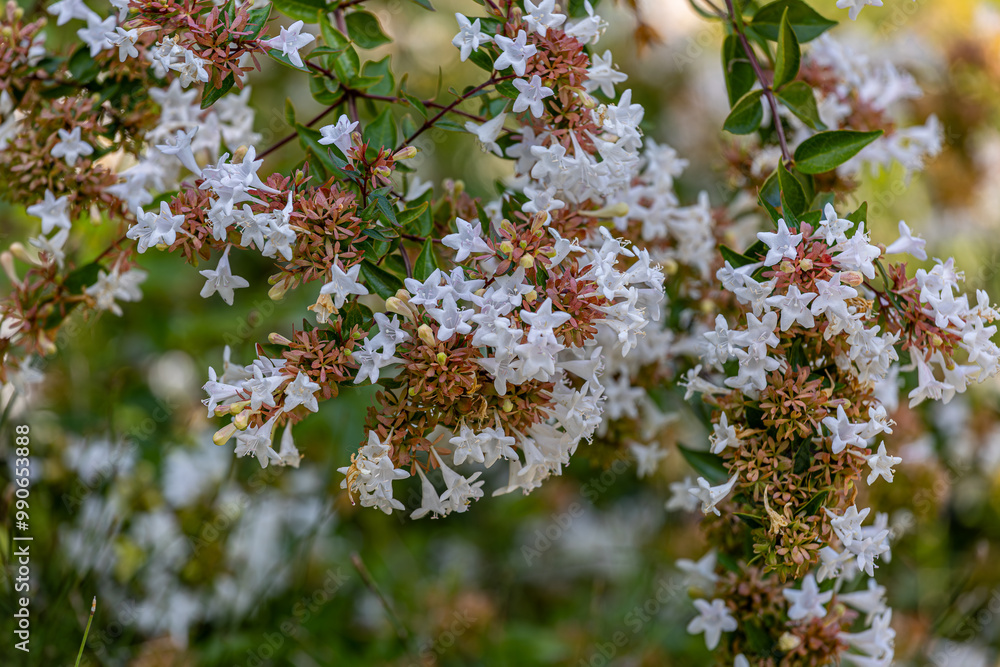 Abelia (AbeliaGrandiflora) blooms throughout the autumn and summer months and can grow up to 1 meter.