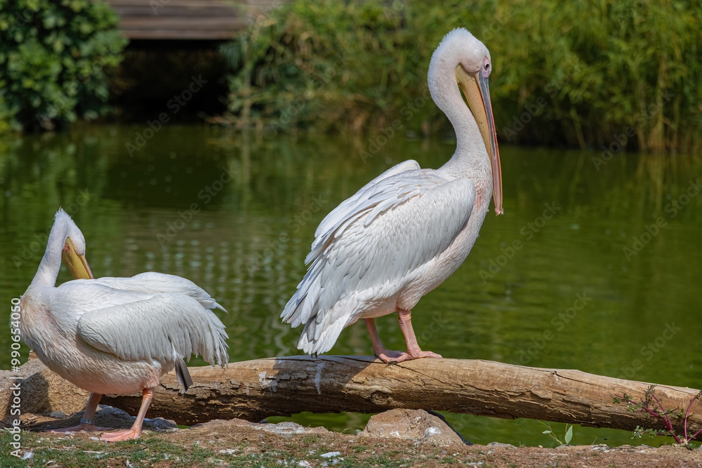 Pelican, Pelecanus philippensis. Izmir Wildlife Park, Türkiye.