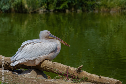 Obraz na płótnie Pelican, Pelecanus philippensis. Izmir Wildlife Park, Türkiye. w salonie
