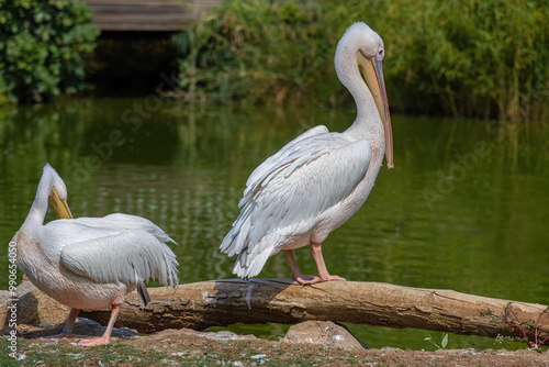 Obraz na płótnie Pelican, Pelecanus philippensis. Izmir Wildlife Park, Türkiye. w salonie