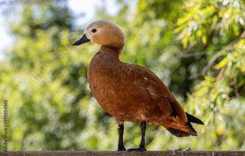 Obraz na płótnie Tadorna ferruginea or Angut or also ruddy shelduck is a domesticated migratory bird species belonging to the Anatidae family. Natural life park, Izmir, Türkiye. w salonie