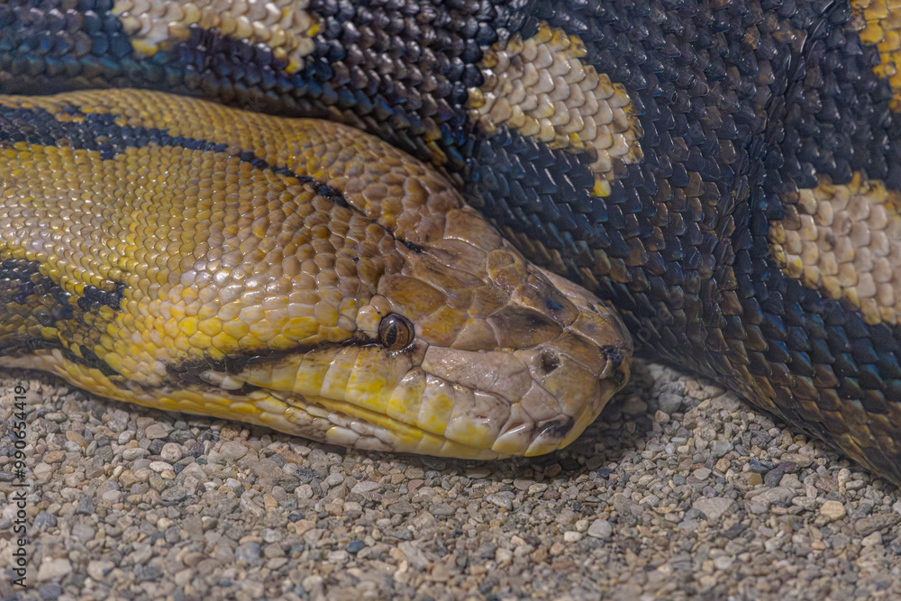 The reticulated python is a large snake species from the Pythonidae family, native to Southeast Asia. Natural habitat, Izmir, Türkiye. The reticulated python is a large snake species from the Pythonidae family, native to Southeast Asia. Natural habitat, Izmir, Türkiye.