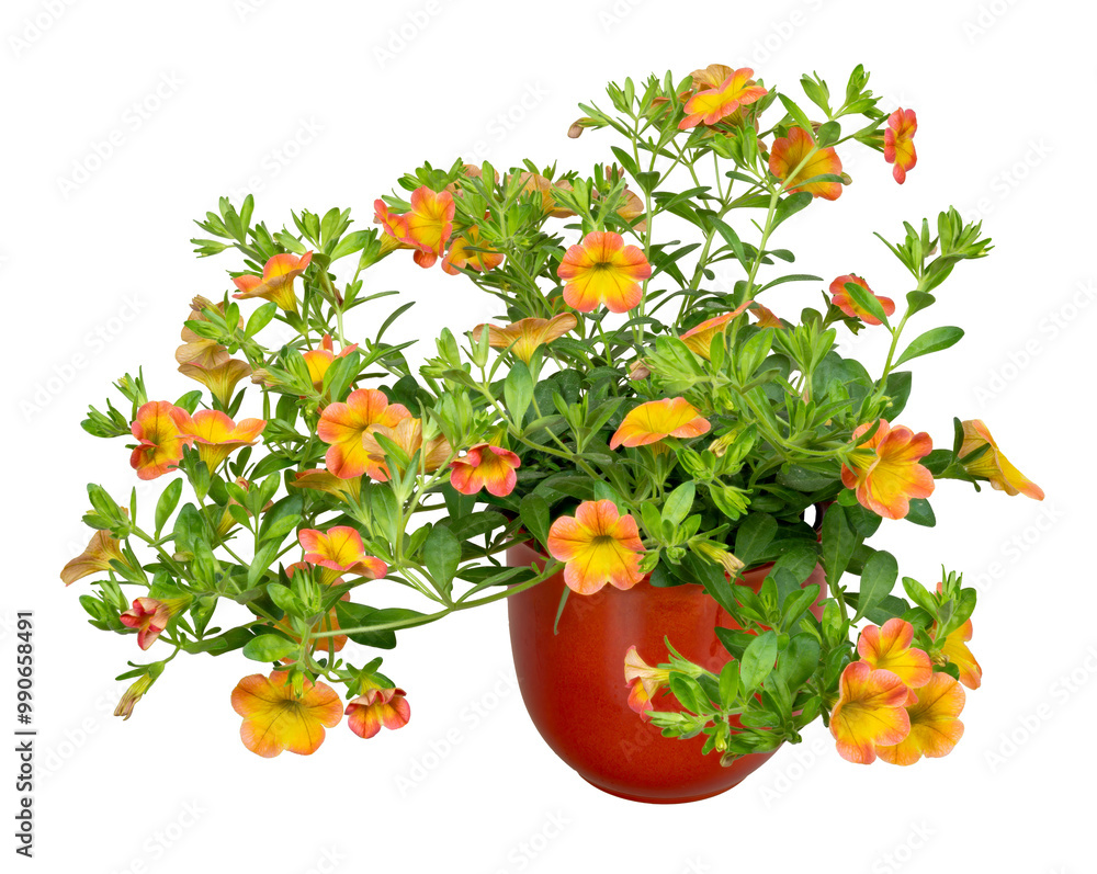 Isolated orane calibrachoa flowers