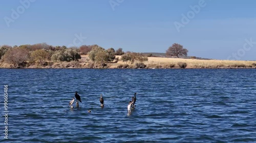 Migratory birds in the reed field by the beach photo