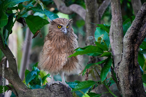 Buffy Fish Owl (Ketupa ketupu) chick at dawn resting on tree branch photo