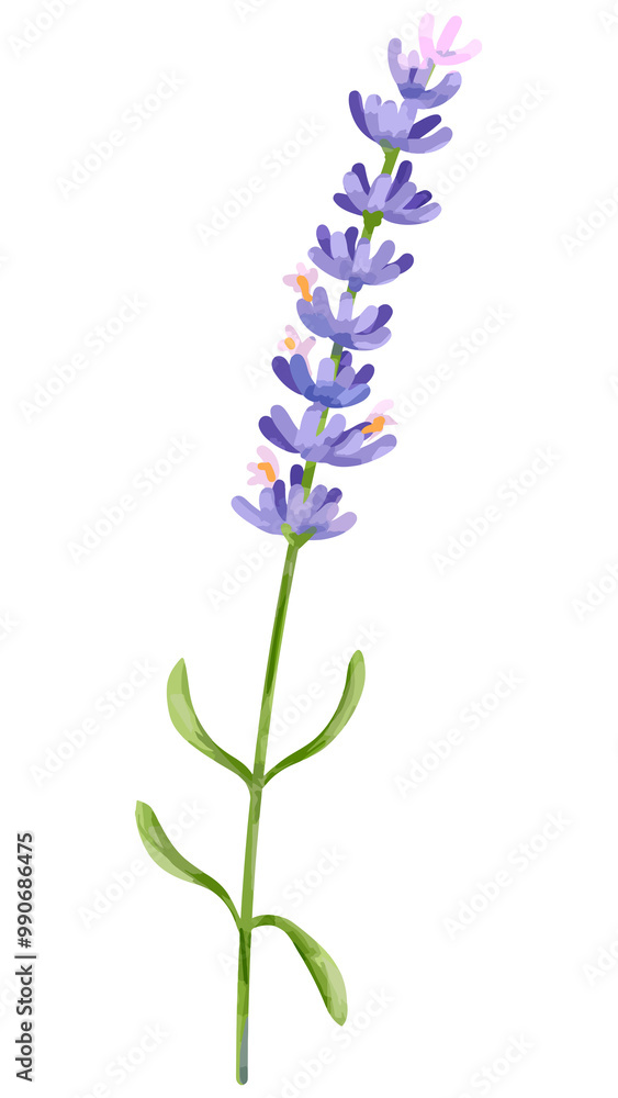 PNG watercolor lavender flower, transparent background PNG watercolor lavender flower, transparent background