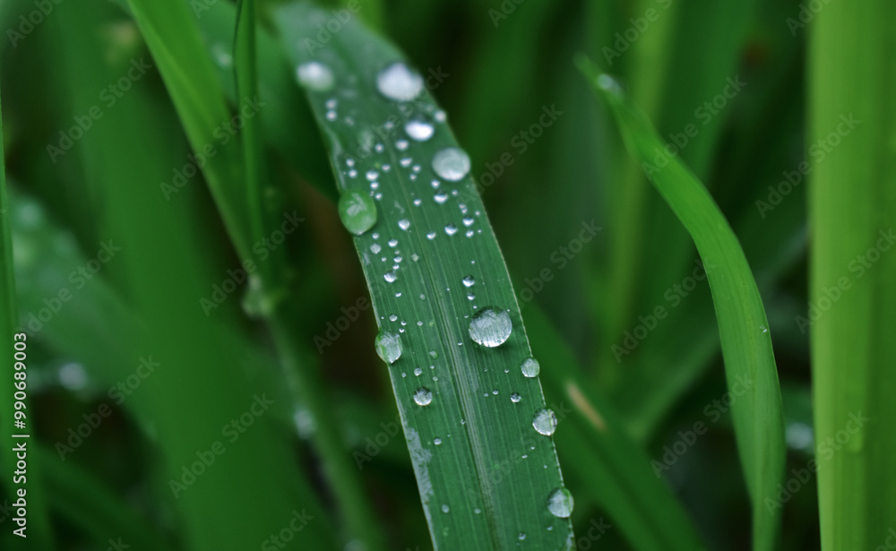 Dew on leaves In the morning there is dew. Dew on leaves In the morning there is dew.