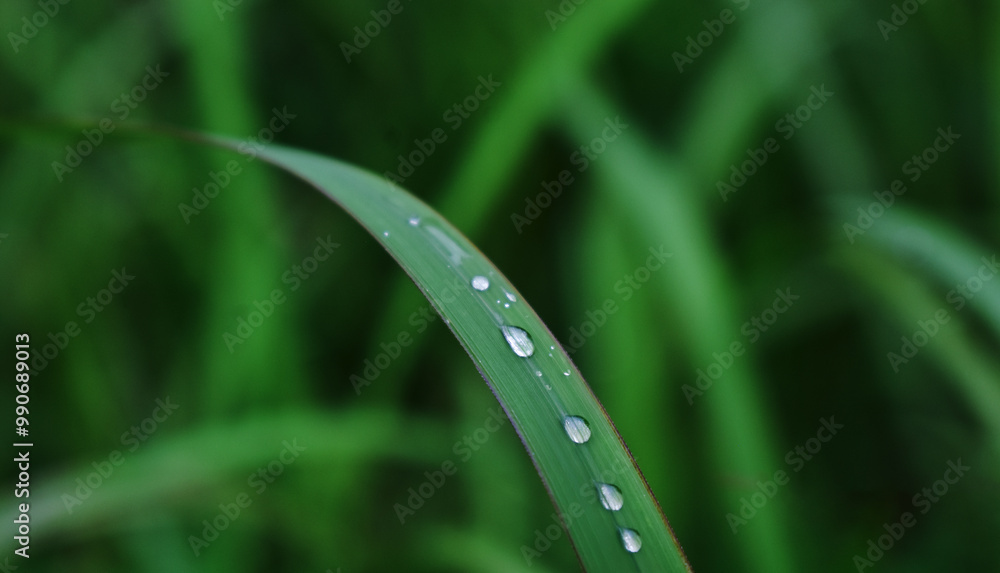 Dew on leaves In the morning there is dew.