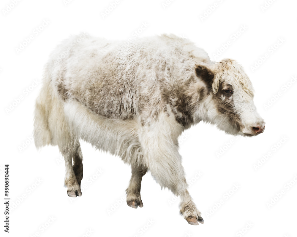 Fototapeta premium White cow png collage element, transparent background