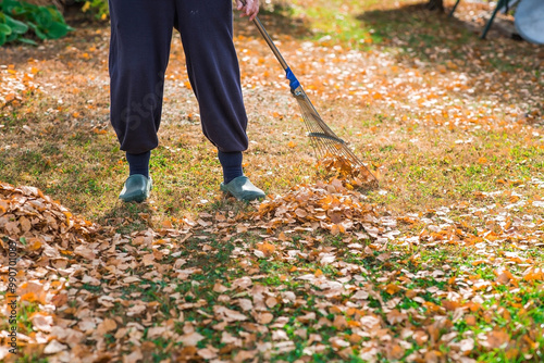 A bunch of autumn leaves and a woman is doing a general cleaning in the garden. In autumn, people clean the lawn of dry leaves. Gardening. Garden cleaning.