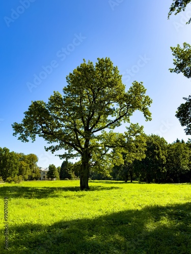 A tall oak tree stands majestically in the center of a lush green park under a clear blue sky. Photographed at a wide angle, capturing the tree's detailed foliage and the sunlit landscape