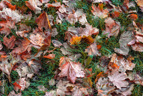 Obraz na płótnie Autumn maple leaves on grass w salonie