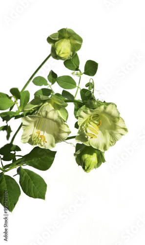 Blooming Cobaea scandens isolated on white background. White flowers Cup  Saucer Vine. photo