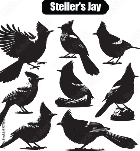 Steller's Jay Silhouette Vector Illustration: Bird Graphic, Wildlife Art, Ornithology Design, Black and White, Crested Jay Bird Clip Art Image