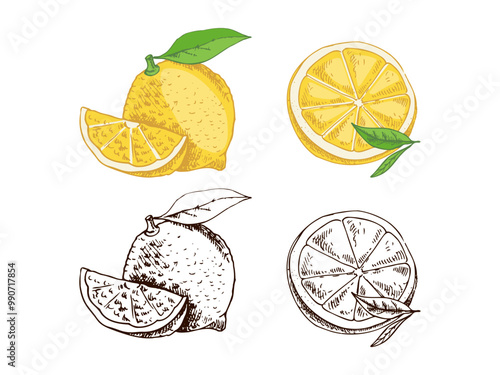 Hand drawn vector lemon sketch. Plant with leaves. Lemon slice and lemon half. Сitrus. Orange, 
grapefruit. Vector illustration. Great for poster, menu or label.