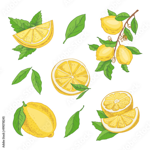 Vector hand drawn lemon set. Whole lemon, sliced pieces, half, leaf and branch sketch. Tropical  fruit engraved style illustration. Detailed citrus ink drawing.