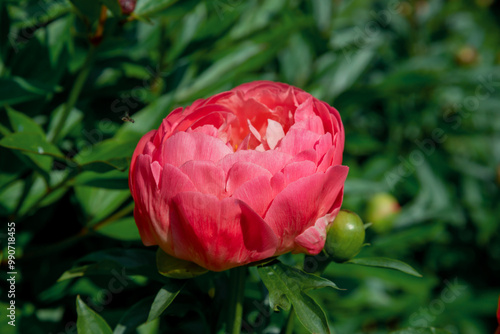 Blooming pink peonies in a flowerbed