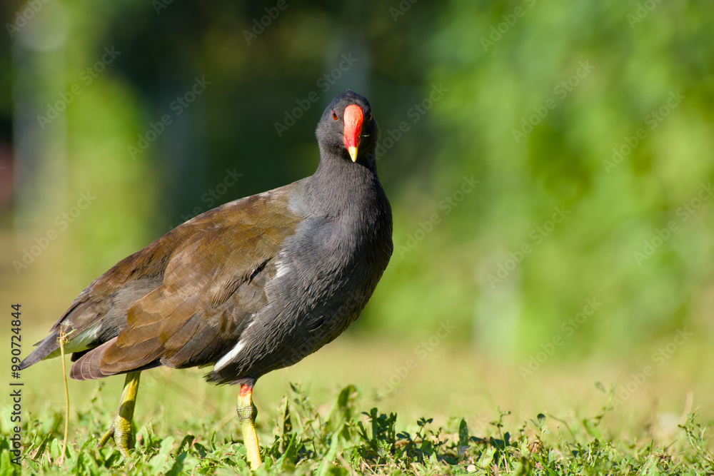 common moorhen is standing on the green grass on a sunny day close-up common moorhen is standing on the green grass on a sunny day close-up