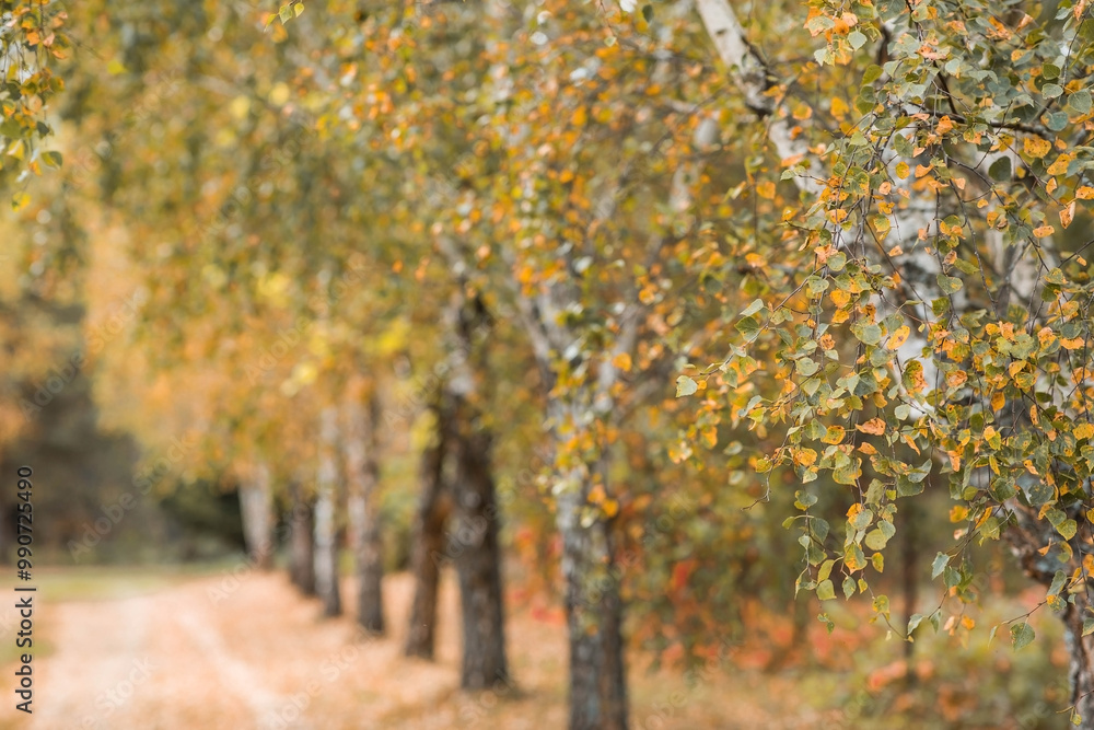 Naklejka premium Beautiful autumn landscape. Russian nature and culture. Background of birch trees, wood texture. Birch with falling leaves in late autumn.