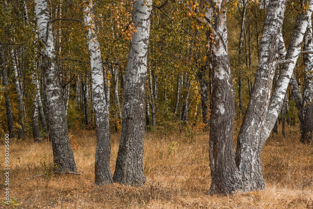 Fototapeta premium Beautiful autumn landscape. Russian nature and culture. Background of birch trees, wood texture. Birch with falling leaves in late autumn.