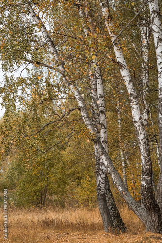 Beautiful autumn landscape. Russian nature and culture. Background of birch trees, wood texture. Birch with falling leaves in late autumn.