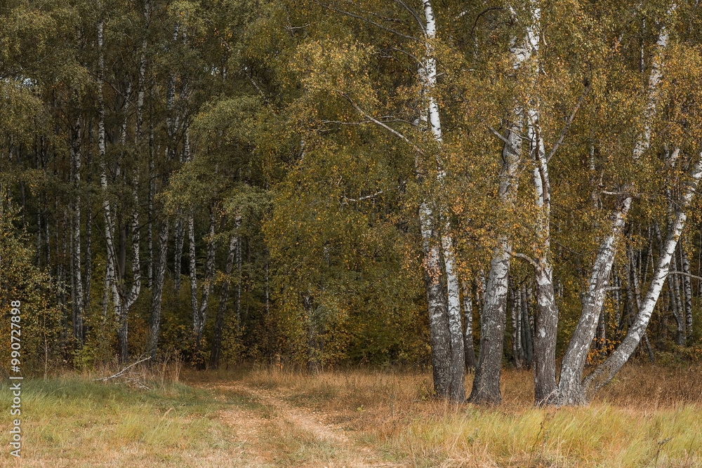 Obraz premium Beautiful autumn landscape. Russian nature and culture. Background of birch trees, wood texture. Birch with falling leaves in late autumn.