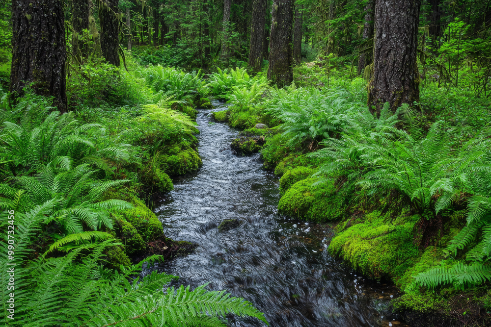 A serene forest scene featuring a flowing stream surrounded by lush ferns and tall trees, evoking tranquility and nature's beauty. A serene forest scene featuring a flowing stream surrounded by lush ferns and tall trees, evoking tranquility and nature's beauty.