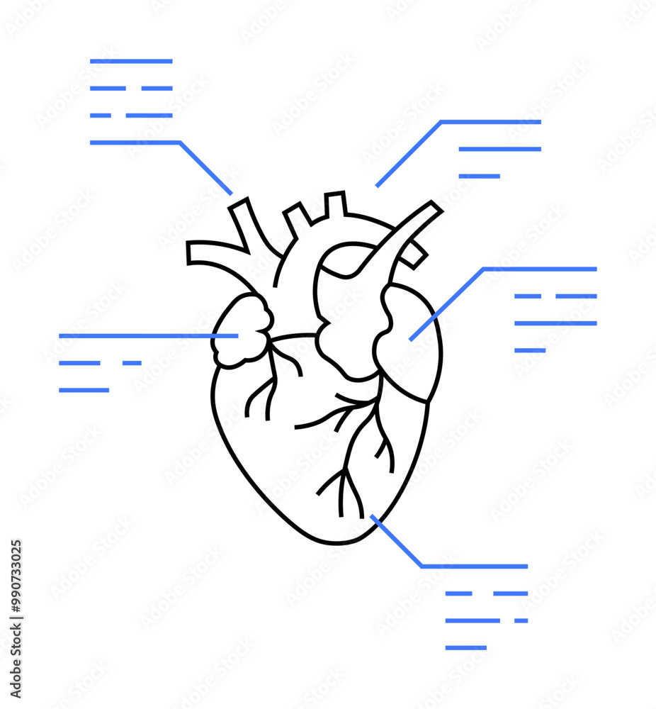 Fototapeta premium Anatomical depiction of a human heart with key parts highlighted and labeled. Ideal for medical studies, educational purposes, cardiovascular health, anatomy lessons, and scientific research. Clean li