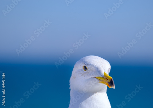 Close up of a seagull against the sea and sky in Brighton, UK