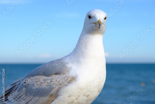 Close up of a seagull against the sea and sky in Brighton, UK