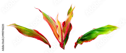 Tropical foliage, Ti Plant or Cordyline fruticosa leaf isolated on white background