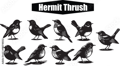 Hermit Thrush Bird Illustrations: Vintage Style Vector Graphics of Songbirds, Wildlife Art, Ornithology Print, Nature Illustration, Black and White