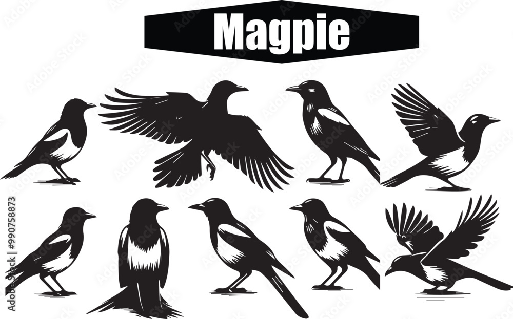 Obraz premium Magpie Bird Vector Art: Black and White Silhouette Illustrations of Eurasian Magpies in Various Poses - Wildlife Birdwatching Graphic Design
