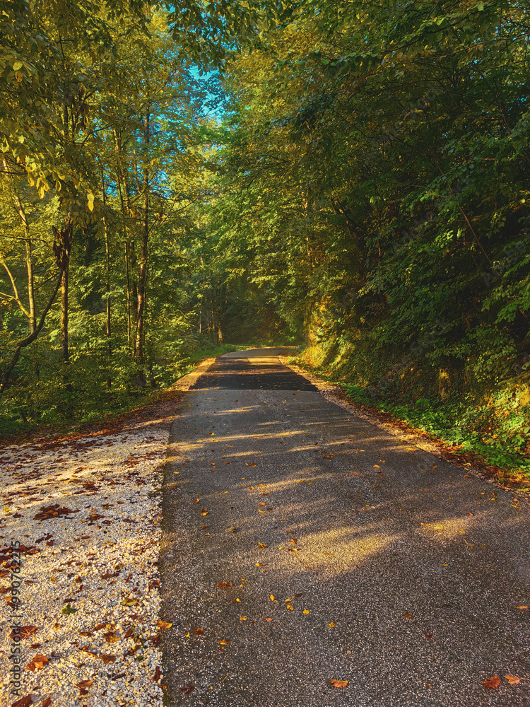 small road in the autumn forest in the early morning small road in the autumn forest in the early morning