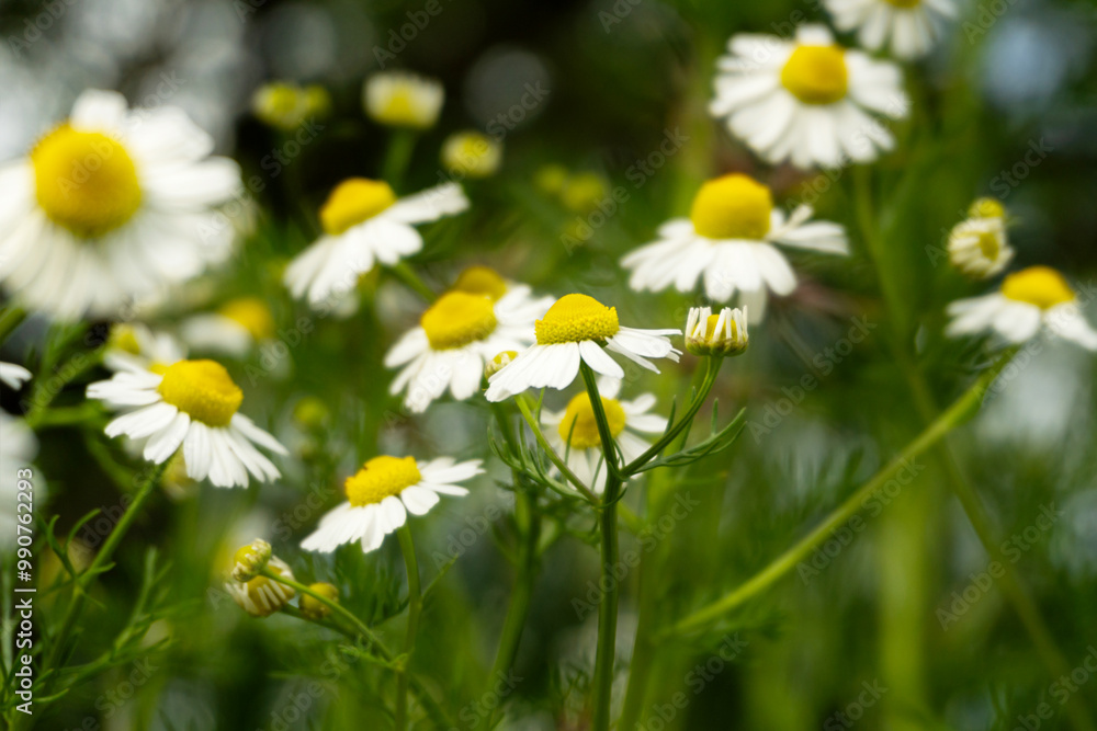 Fototapeta premium Chamomile flowers field in sun ligh.