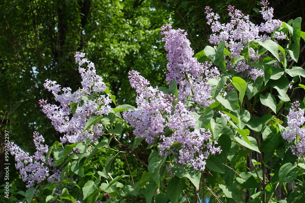 Obraz premium Profuse light violet flowers of Syringa vulgaris in mid May