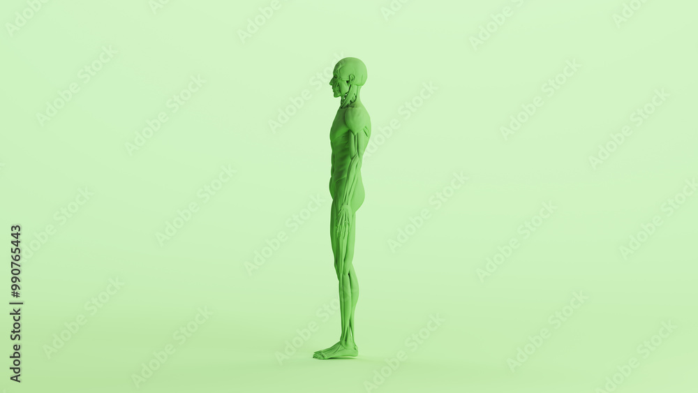 Green musculature anatomy model muscles study mannequin monochrome pale mint green background left view 3d illustration render digital rendering Green musculature anatomy model muscles study mannequin monochrome pale mint green background left view 3d illustration render digital rendering